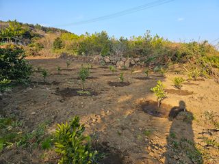 모래알님의 귤 · 영농일지 작성글 사진