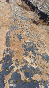 팜모닝 기타작물·영농일지 게시글 이미지