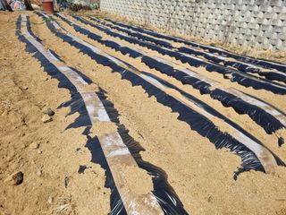 회현농원 샤인머스켓님의 사과 · 영농일지 작성글 사진