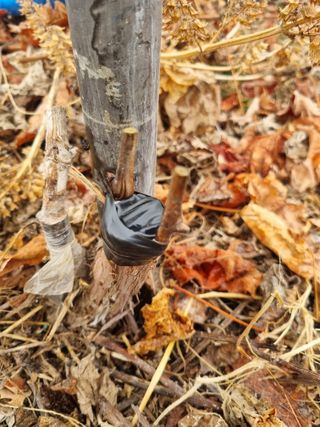 최기동님의 포도 · 영농일지 작성글 사진