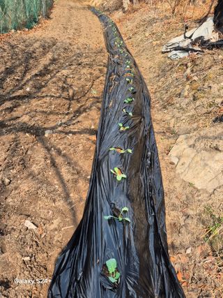 진문거사님의 기타작물 · 영농일지 작성글 사진