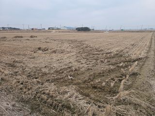 이미옥님의 벼 · 영농일지 작성글 사진