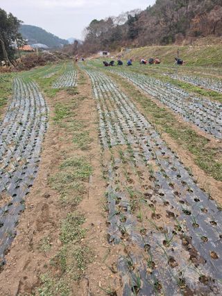 김성환님의 기타작물 · 영농일지 작성글 사진