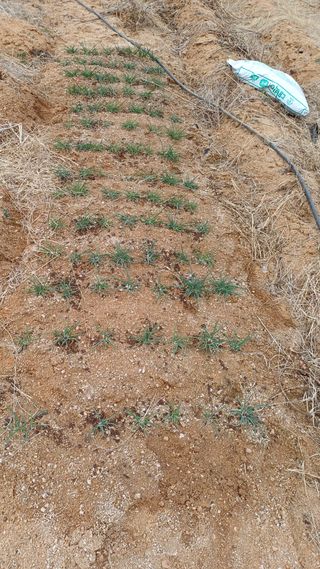 박순덕님의 기타작물 · 영농일지 작성글 사진