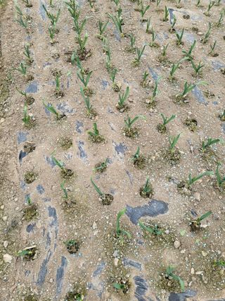 이상욱님의 마늘 · 영농일지 작성글 사진