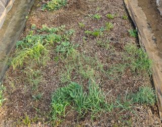 부천역곡 정병호님의 마늘 · 영농일지 작성글 사진