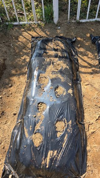 윤두현님의 감자 · 영농일지 작성글 사진