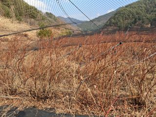황인근님의 블루베리 · 영농일지 작성글 사진