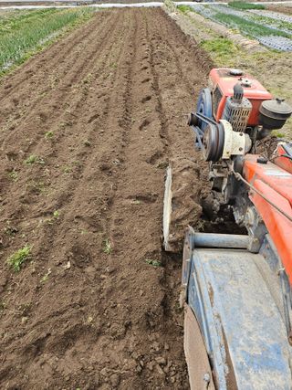 김제일주농장님의 고추 · 영농일지 작성글 사진