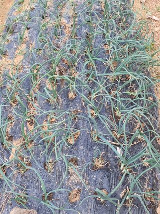 평강의은혜님의 마늘 · 영농일지 작성글 사진