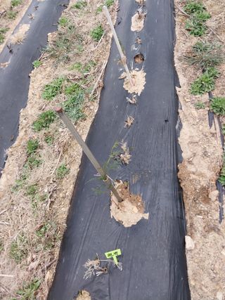 상추20832님의 기타작물 · 영농일지 작성글 사진