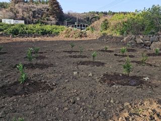 모래알님의 귤 · 영농일지 작성글 사진