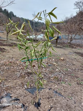 손길준님의 기타작물 · 영농일지 작성글 사진