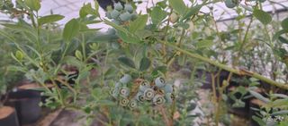 류근택님의 블루베리 · 영농일지 작성글 사진