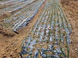 회현농원 샤인머스켓님의 사과 · 영농일지 작성글 사진