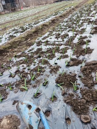 반영숙님의 마늘 · 영농일지 작성글 사진