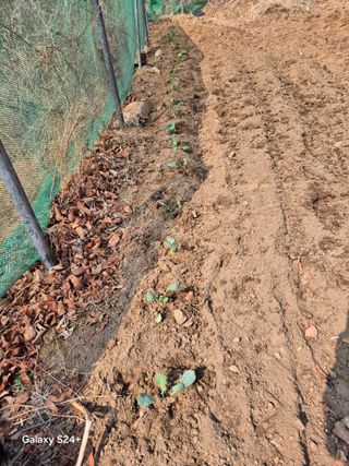 진문거사님의 기타작물 · 영농일지 작성글 사진