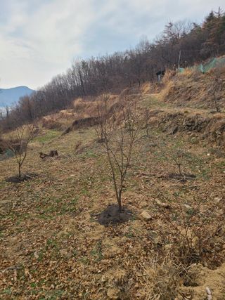 만청님의 기타작물 · 영농일지 작성글 사진