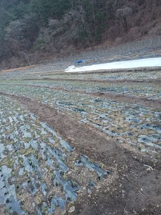 반영숙님의 마늘 · 영농일지 작성글 사진