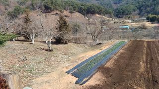 이순기님의 고추 · 영농일지 작성글 사진