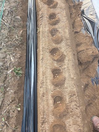 장두학님의 기타작물 · 영농일지 작성글 사진