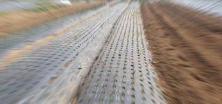 김익중님의 고추 · 영농일지 작성글 사진