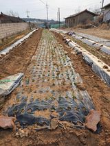 팜모닝 마늘·영농일지 게시글 이미지