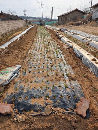 이광님의 마늘 · 영농일지 작성글 사진