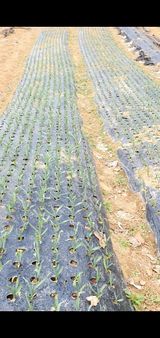 팜모닝 마늘·영농일지 게시글 이미지