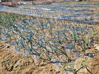 회현농원 샤인머스켓님의 사과 · 영농일지 작성글 사진