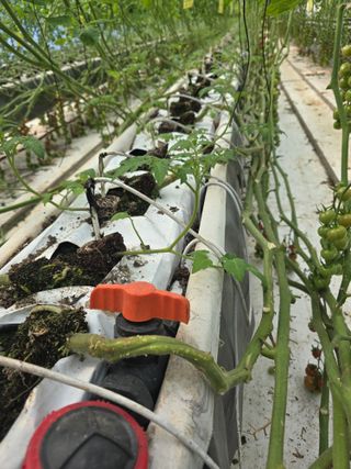 김호진님의 토마토 · 영농일지 작성글 사진