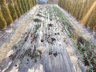 김진영님님의 고추 · 영농일지 작성글 사진