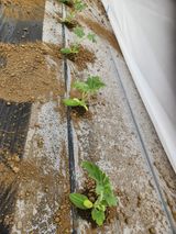 팜모닝 기타작물·영농일지 게시글 이미지