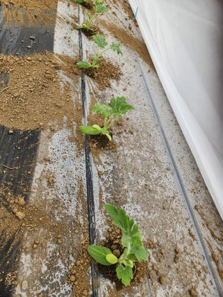 김저팔계님의 기타작물 · 영농일지 작성글 사진