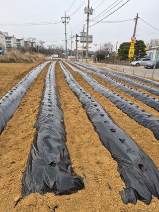 김종헌님의 감자 · 영농일지 작성글 사진