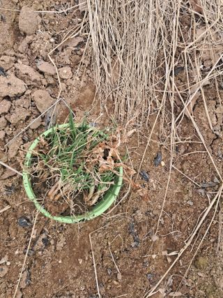 노재영님의 파 · 영농일지 작성글 사진