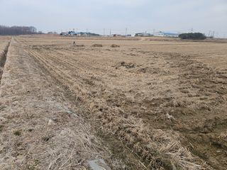 이미옥님의 벼 · 영농일지 작성글 사진