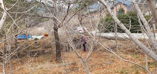 반성식님의 기타작물 · 영농일지 작성글 사진