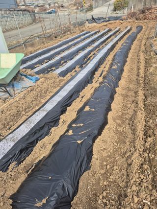 고구마23041님의 마늘 · 영농일지 작성글 사진