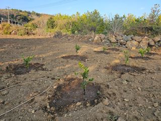 모래알님의 귤 · 영농일지 작성글 사진