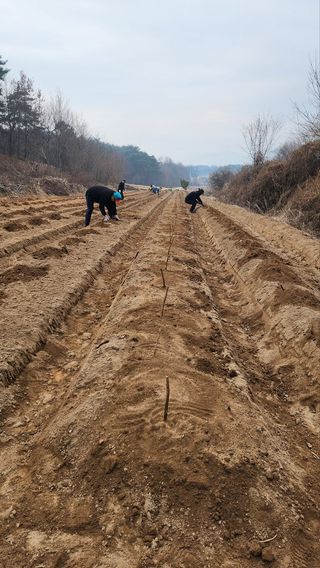인호님의 두릅 · 영농일지 작성글 사진
