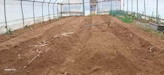 이형근님의 고추 · 영농일지 작성글 사진