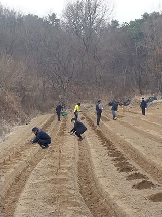 인호님의 두릅 · 영농일지 작성글 사진