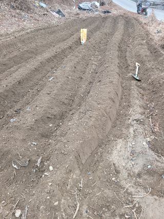 신관영님의 감자 · 영농일지 작성글 사진