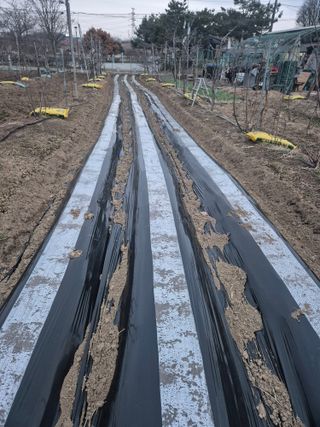 고구마23041님의 마늘 · 영농일지 작성글 사진