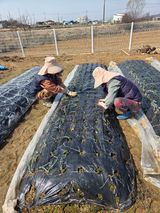 팜모닝 양파·영농일지 게시글 이미지