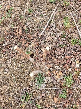 엉뚱님의 기타작물 · 영농일지 작성글 사진