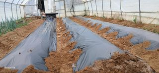 이형근님의 고추 · 영농일지 작성글 사진