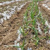 팜모닝 마늘·영농일지 게시글 이미지