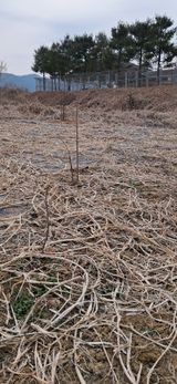 팜모닝 기타작물·영농일지 게시글 이미지